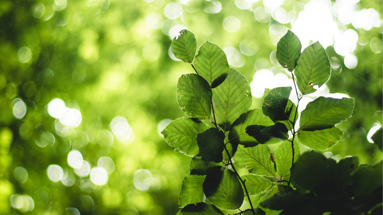 Feuilles vertes zommées