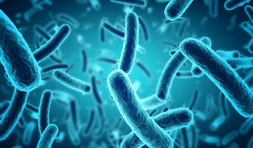 Microbiote intestinal : les nutraceutiques à la rescousse d’un écosystème digestif déséquilibré