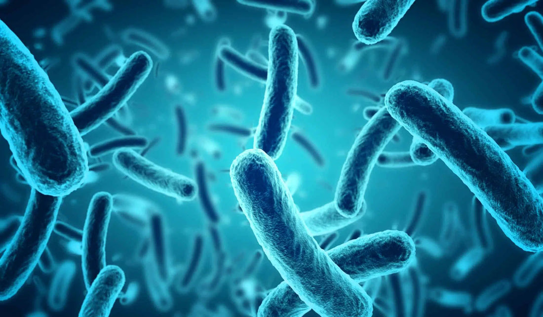 Plan rapproché de bonnes bactéries peuplant le microbiote itnestinal