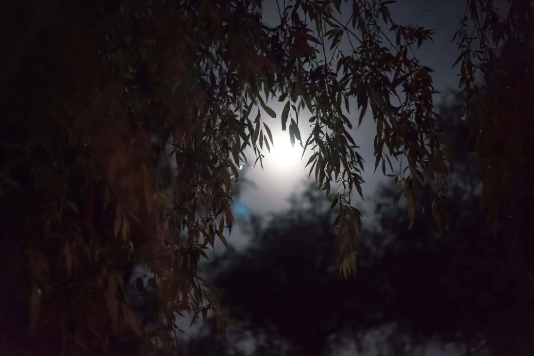 Comment s’endormir vite et être emporté dans cette vue d’une pleine lune à travers une forêt de saule