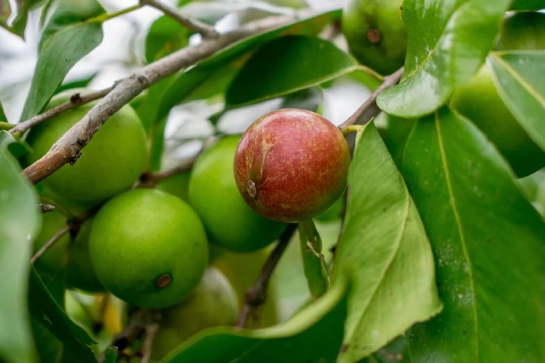 Les formes de la vitamine C