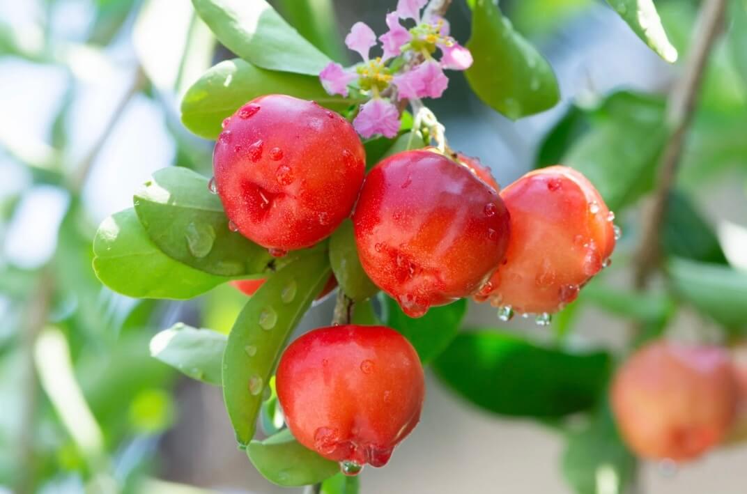 La vitamine C : l’histoire d’un actif étonnant