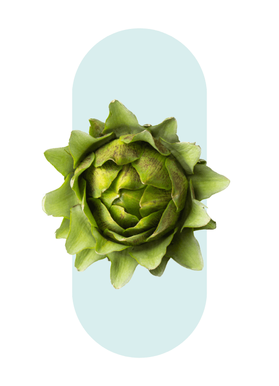 Artichaut