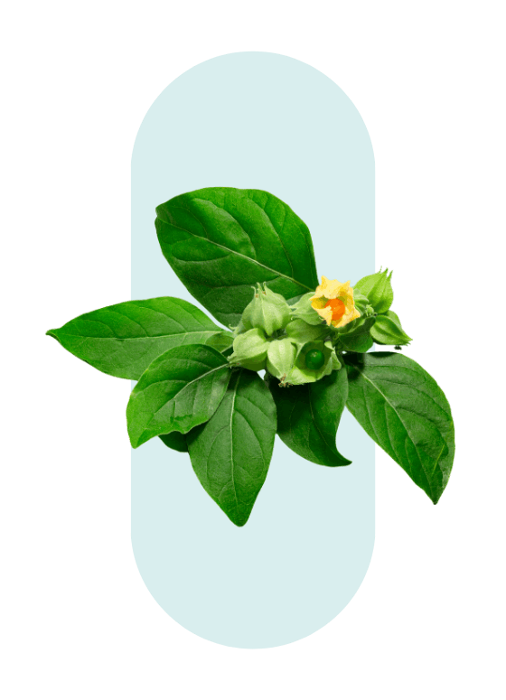 Ashwagandha ingrédient naturel