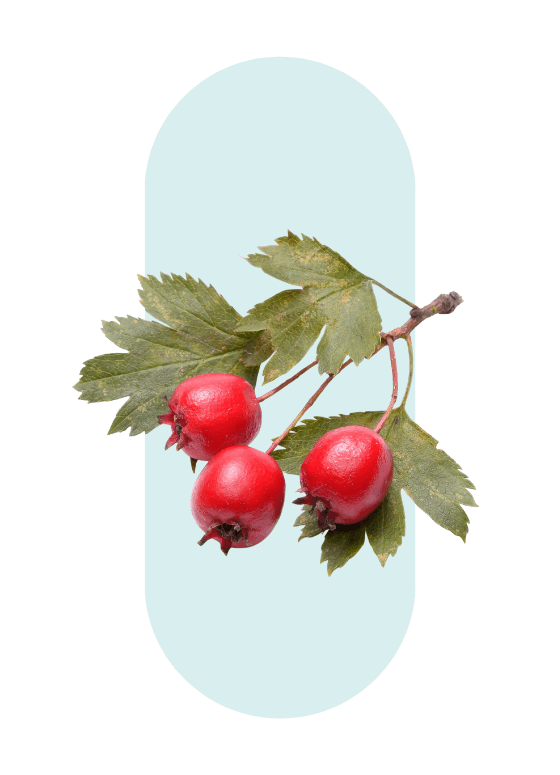 Aubepine