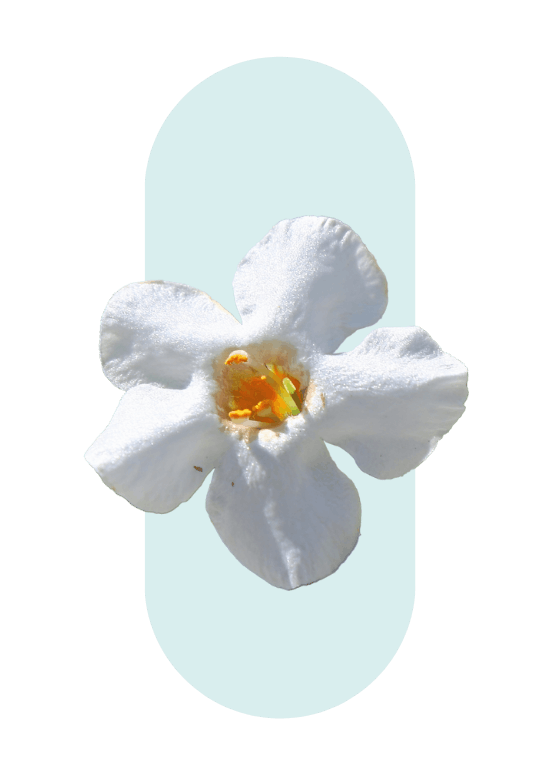Bacopa