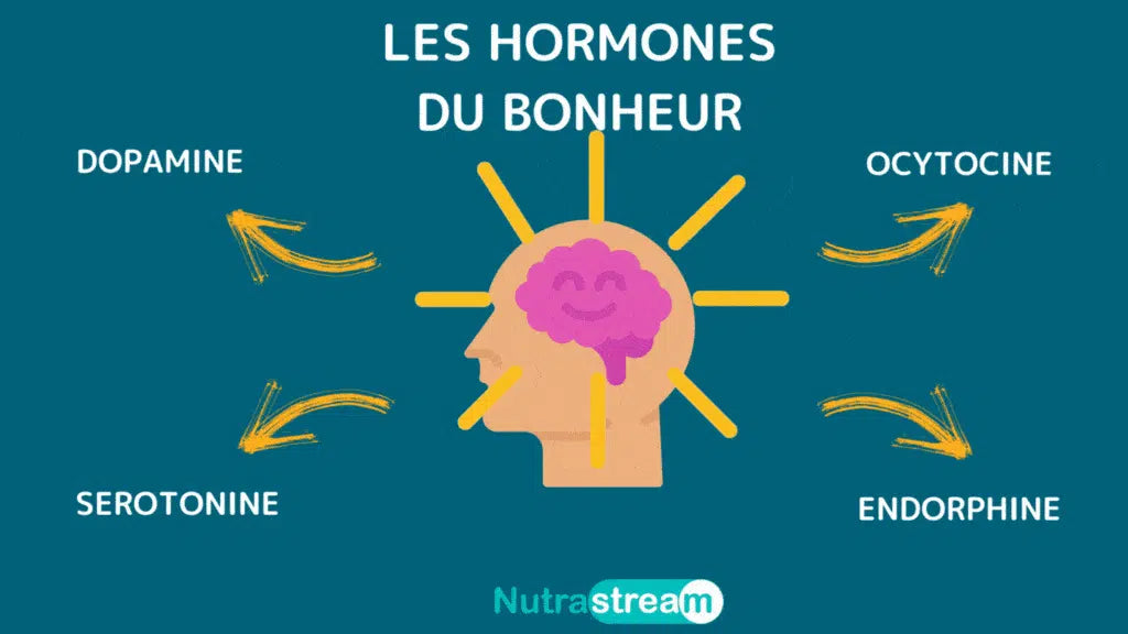 Illustration du travail des hormones du bonheur sur le cerveau