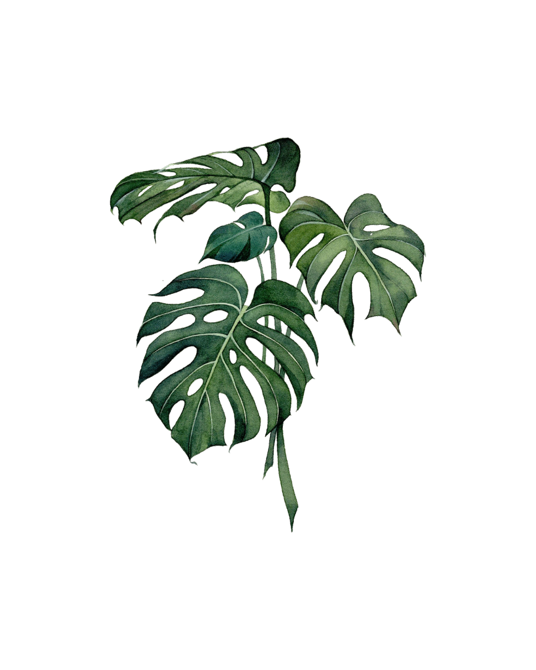 Illustration d'une feuille