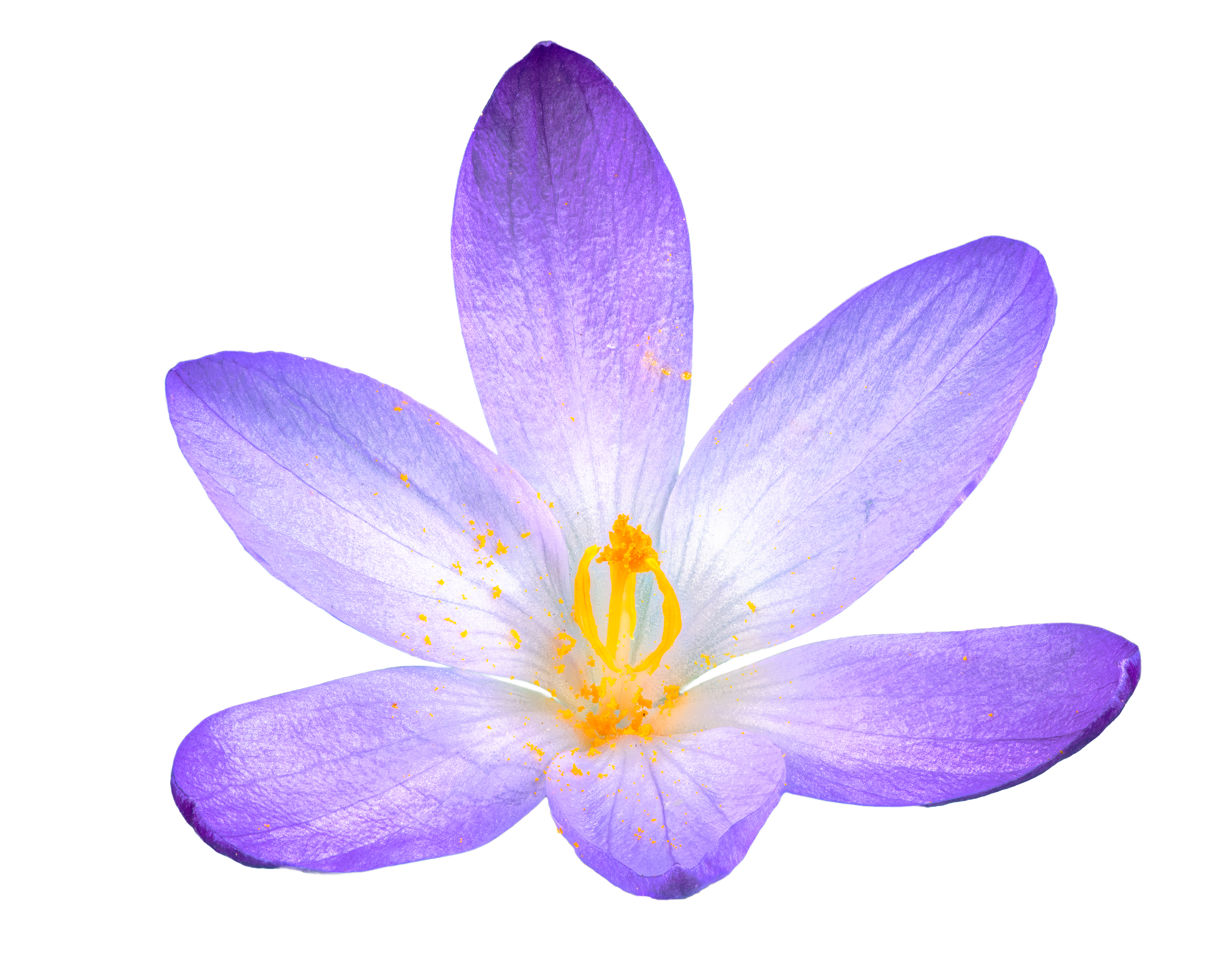 Feur de l'épice crocus sativus