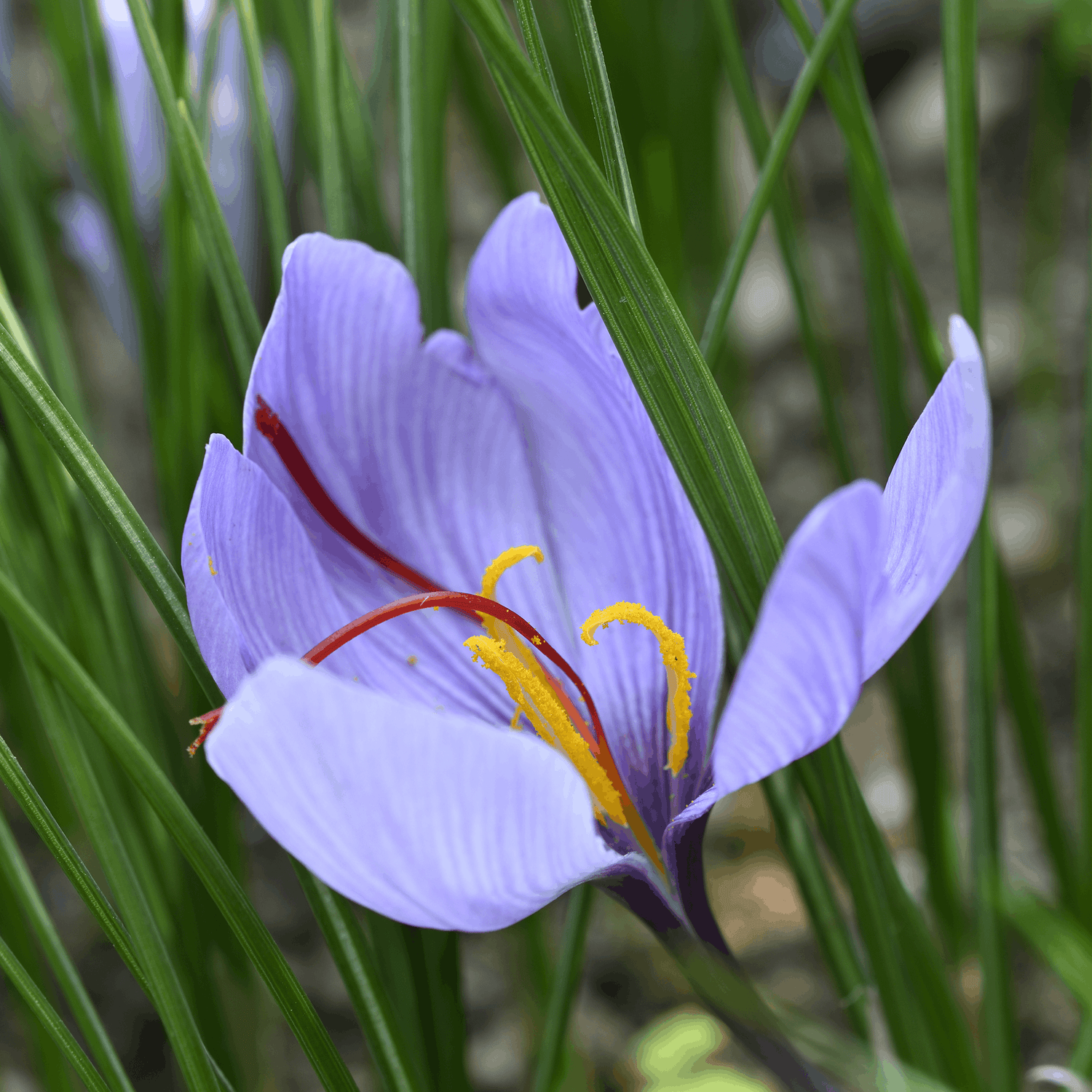 Fleur de safran anti stress moral Nutrastream crocus sativus