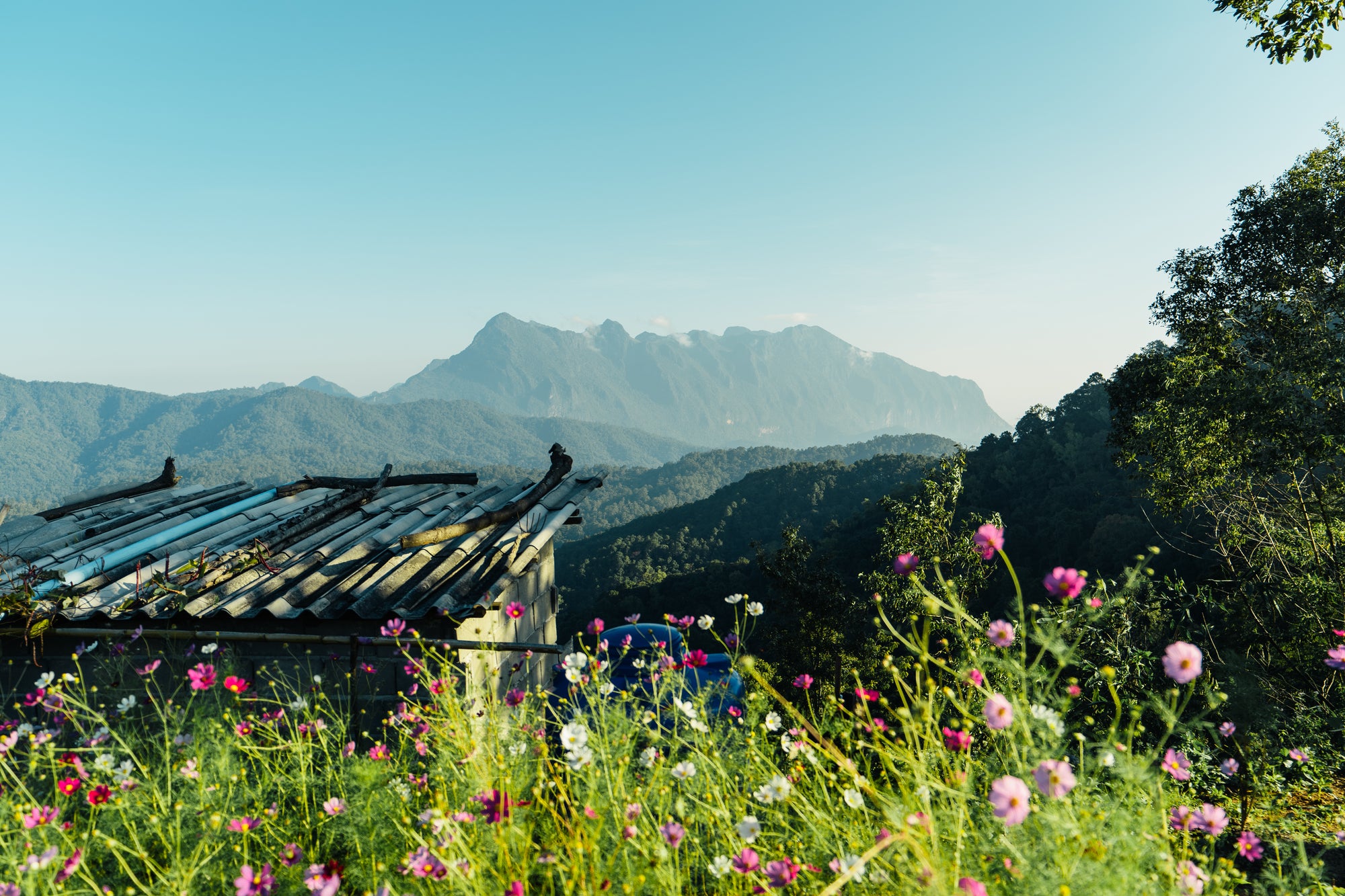 ginseng principalement cultivé en Corée