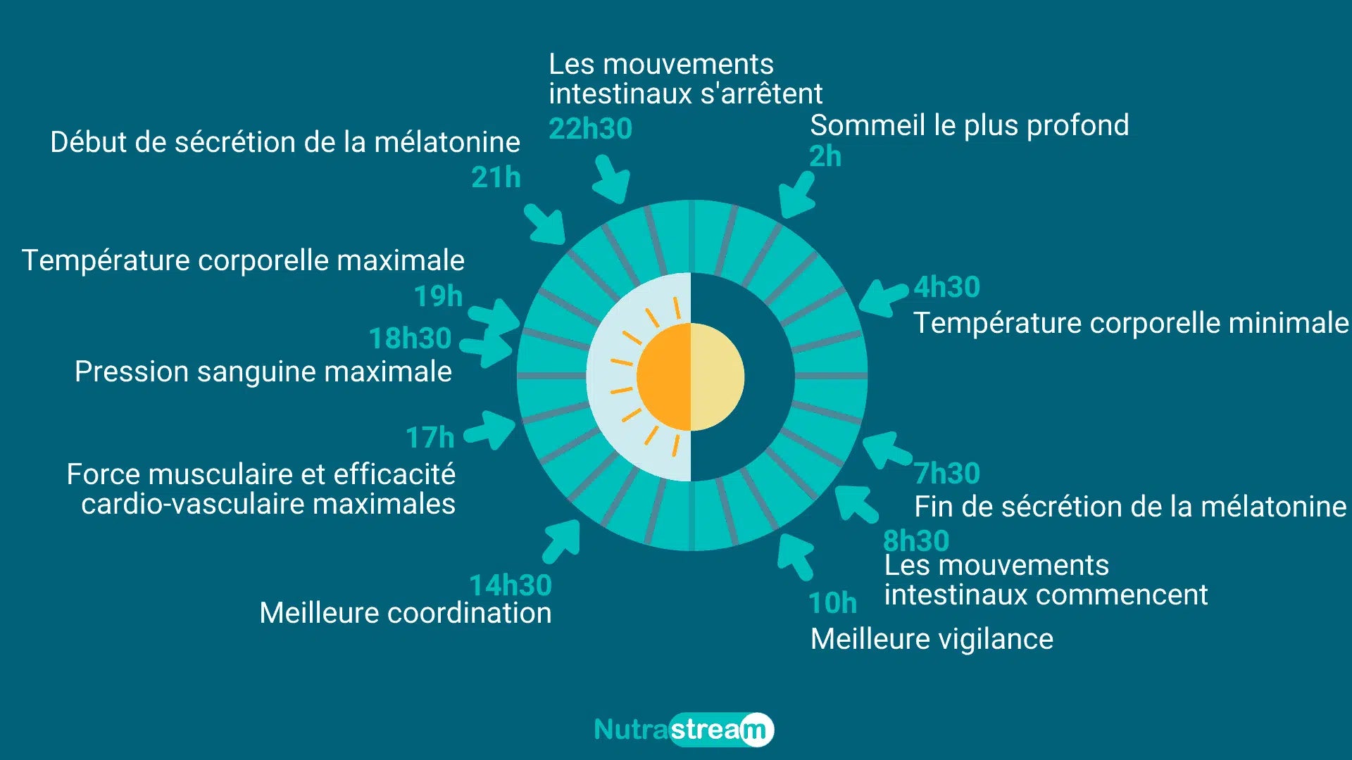 rythme circadien qui permet de comprendre les troubles du sommeil