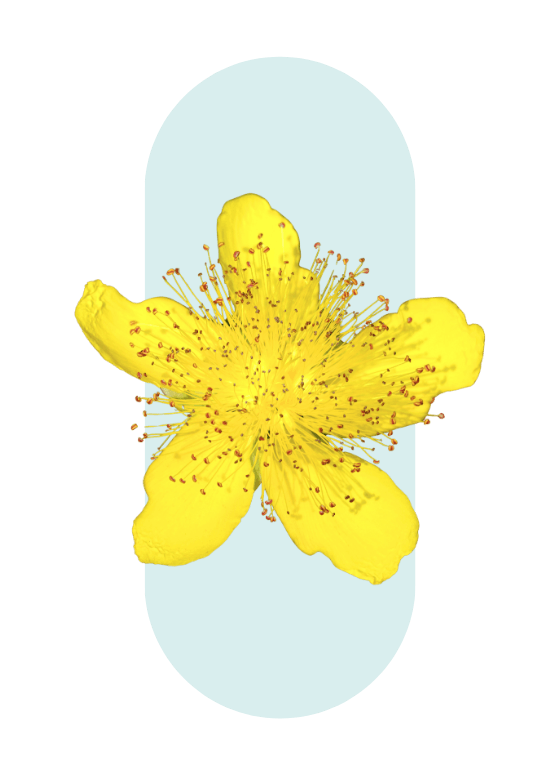 Millepertuis