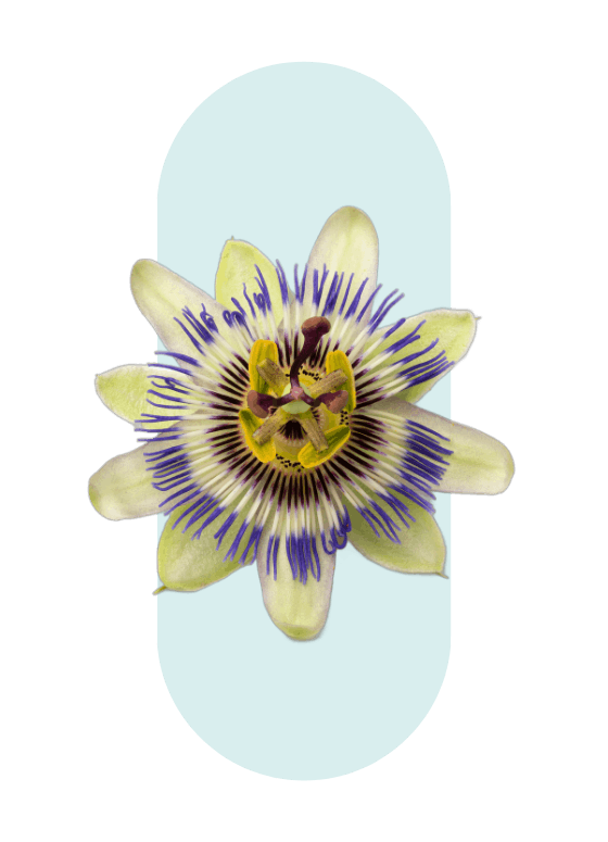 Passiflore