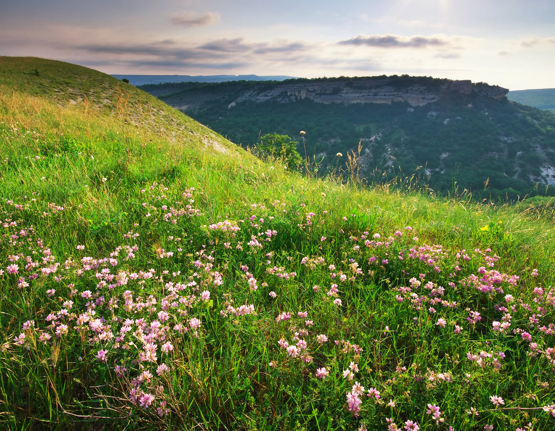 Paysage montagneux valériane et autres plantes europe de l'Est