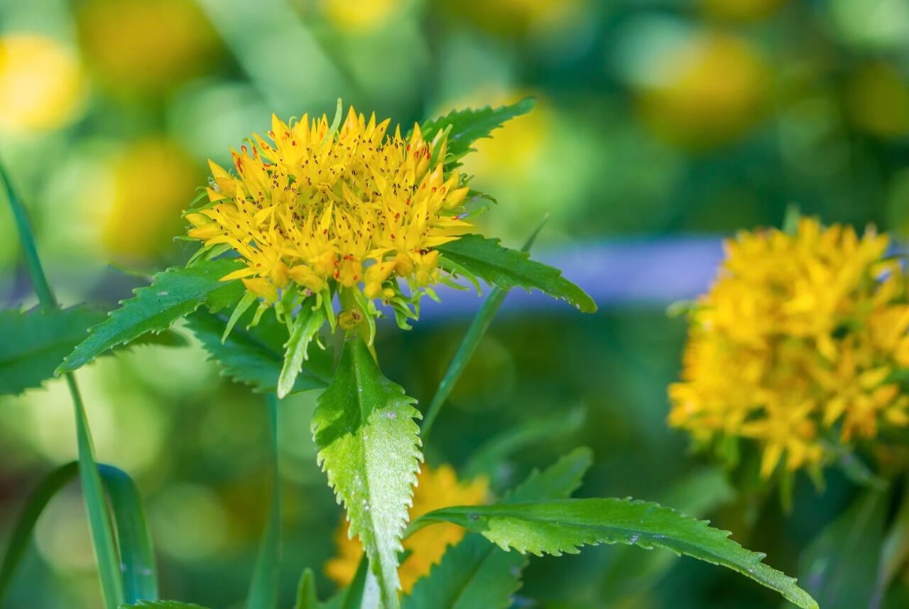 Rhodiola - méthode de culture