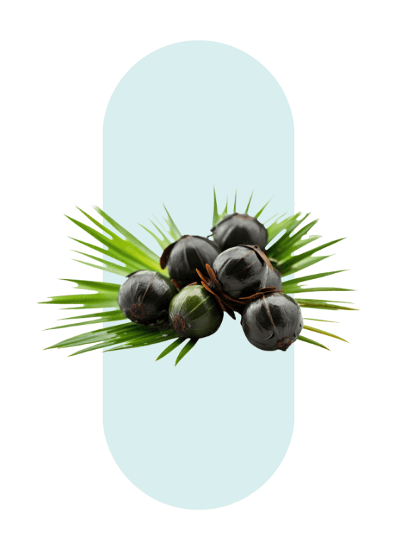 Saw Palmetto
