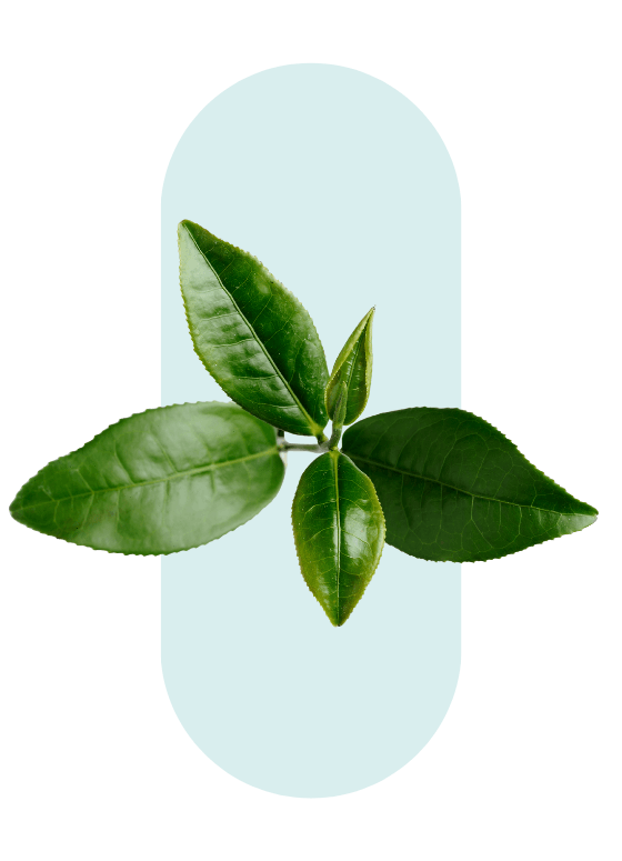 Nutrastream