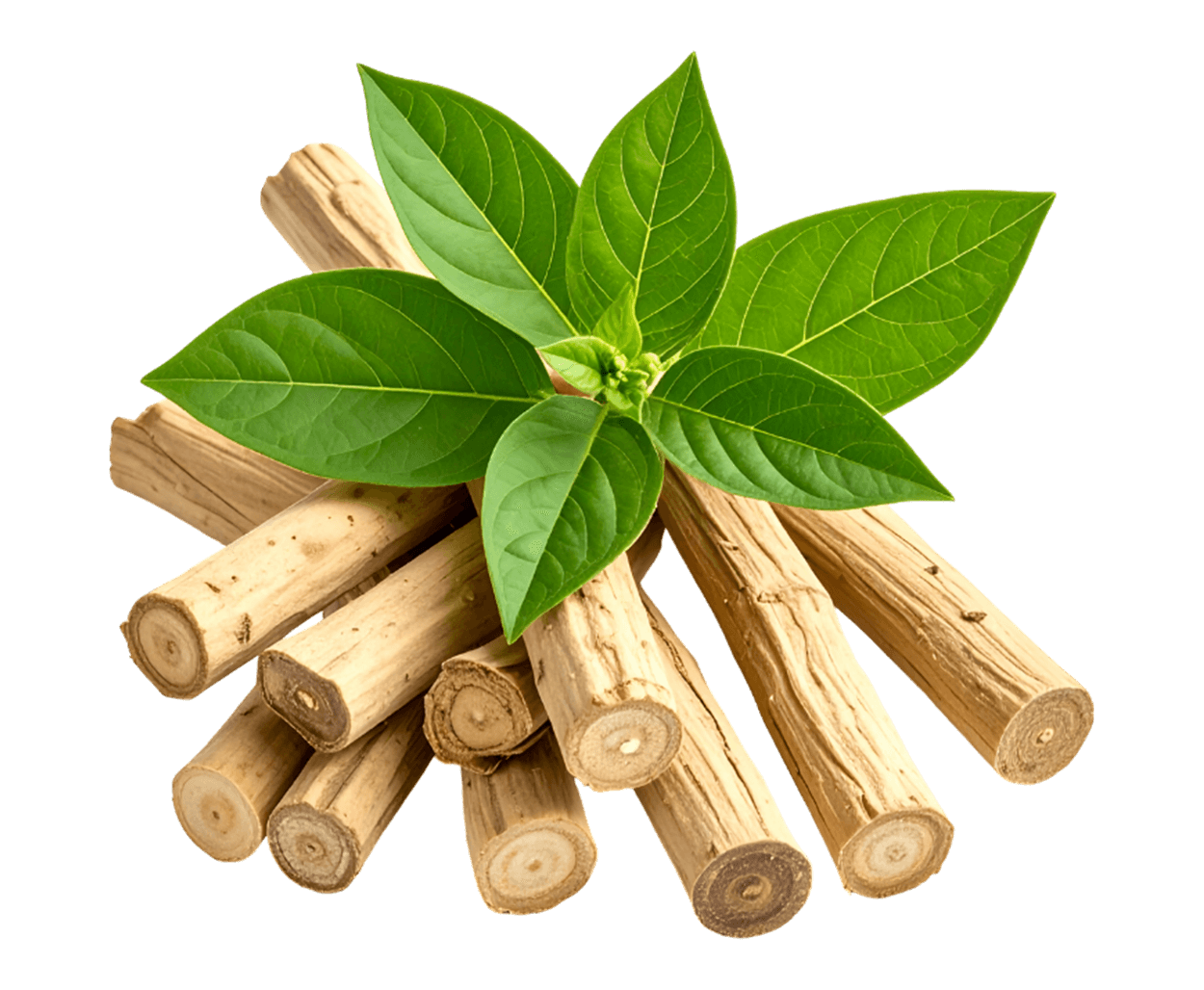 Tout savoir sur l’Ashwagandha : bienfaits, propriétés, préparation et posologie