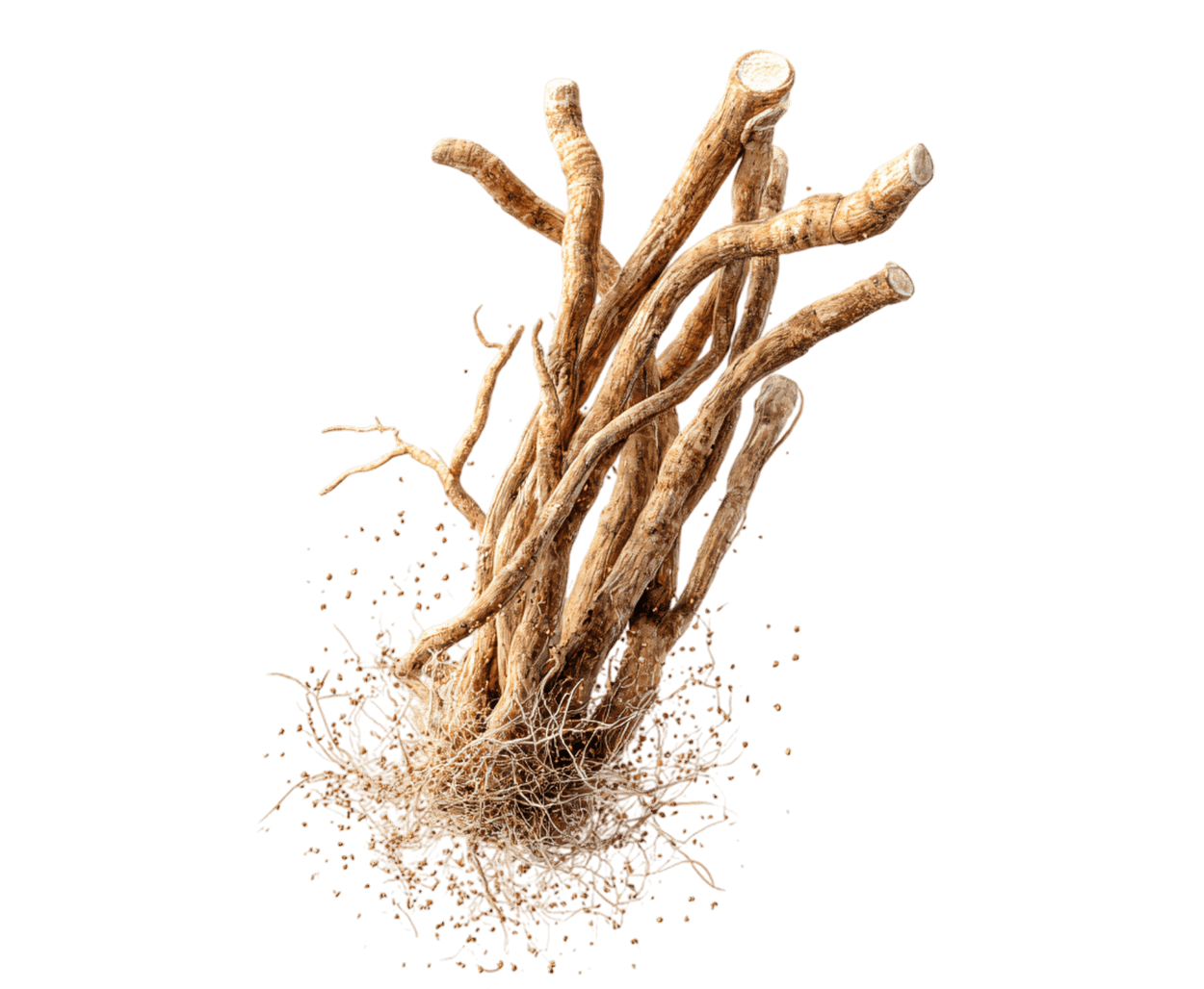 ashwagandha - Plante Anti Stress 