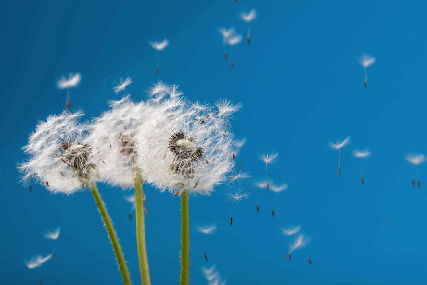 Les allergies et autres sensibilités peuvent fatiguer votre organisme, à l'instar de ce pisssenlit au vent