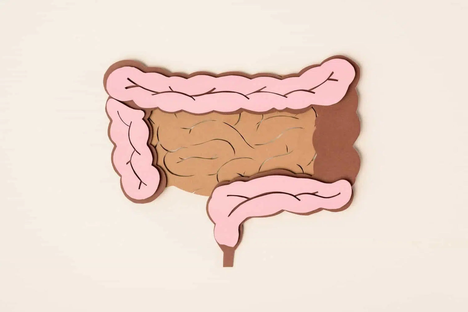 Schéma de l'intestin grêle et le gros intestin pour comprendre les problèmes digestifs