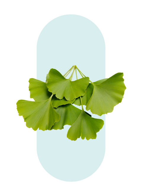 Gingko biloba