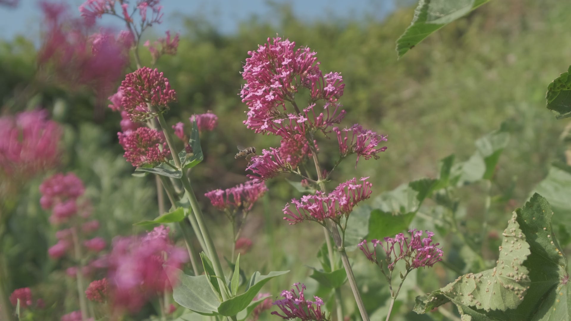 Charger la vidéo : champs de valériane rouge