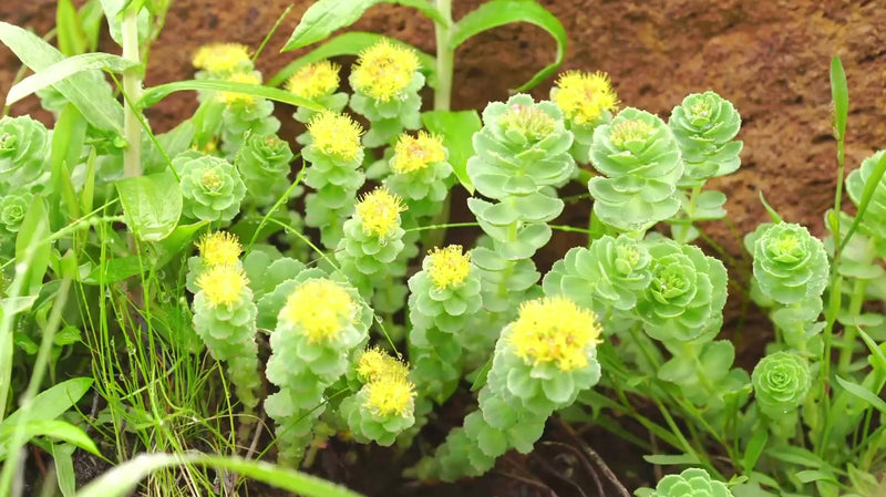 rhodiola - Une plante légendaire venue du nord