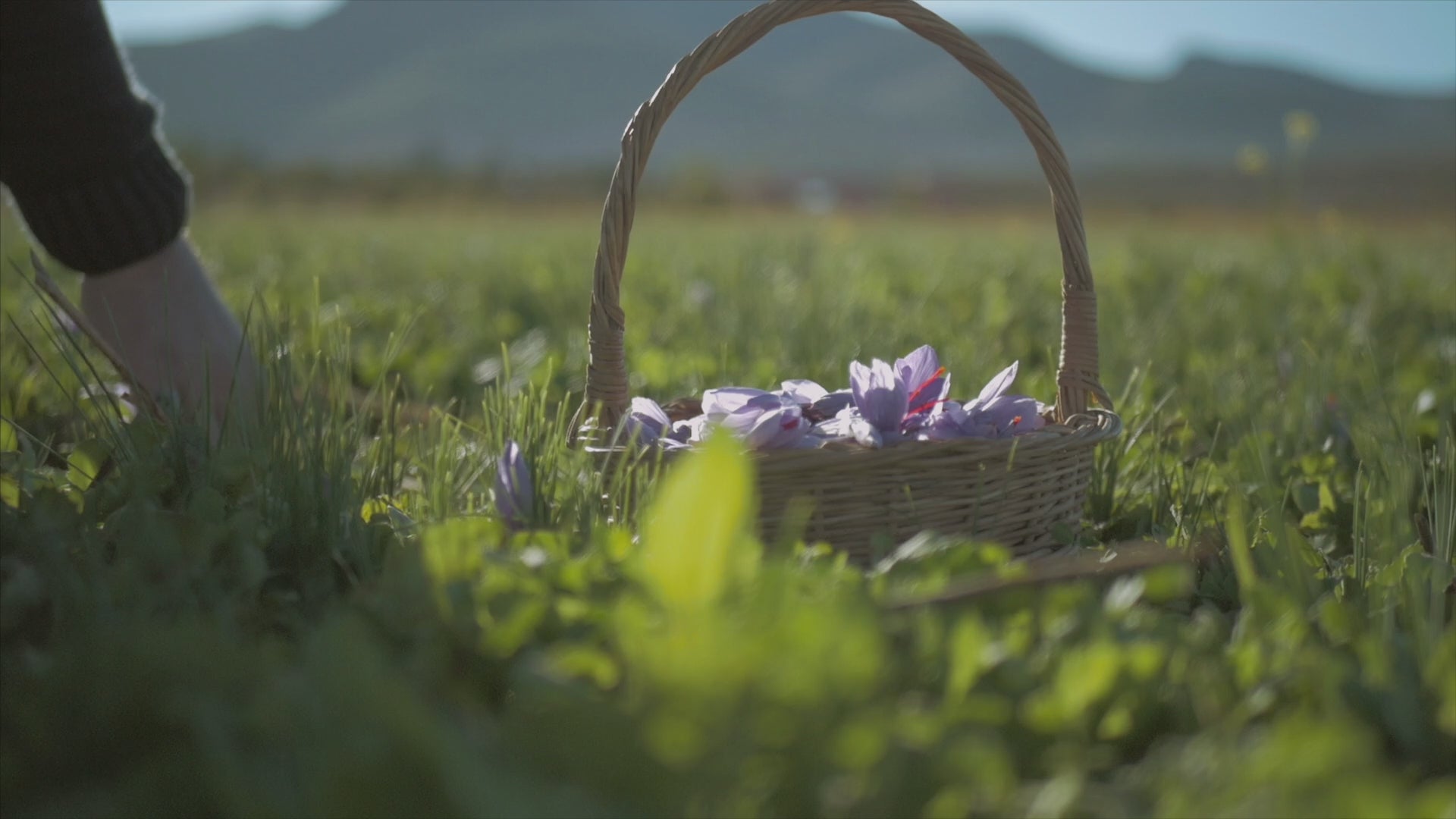 Charger la vidéo : récolte safran plante anti stress dans un champ
