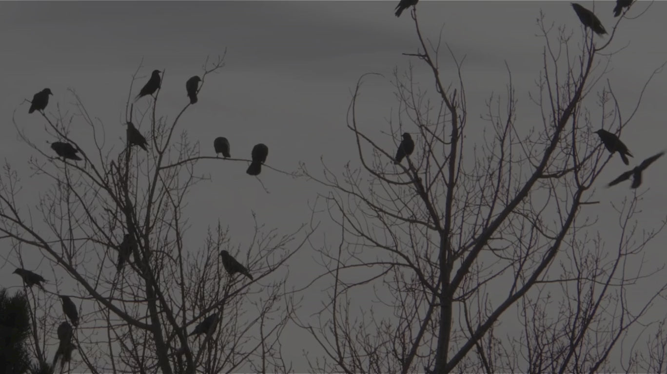 Charger la vidéo : Comment retrouver votre joie de vivre en agissant sur votre moral : les conseils Nutrastream