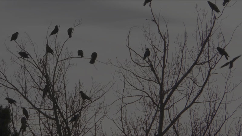 Comment retrouver votre joie de vivre en agissant sur votre moral : les conseils Nutrastream