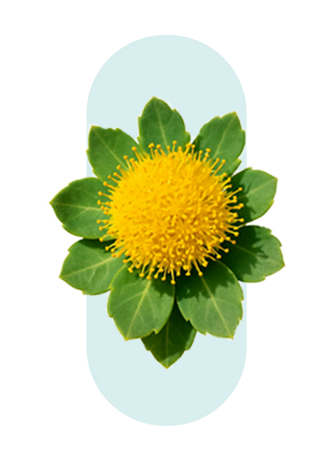 Rhodiola