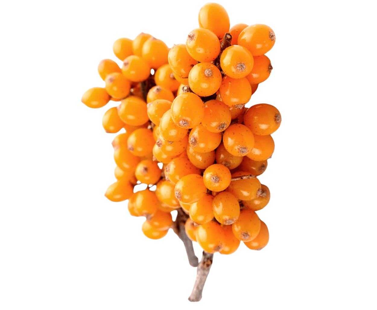 La vitamine C de forme naturelle ou bio-identique