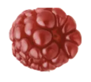 Element probiotique Nutrastream