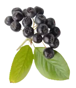 Element probiotique Nutrastream