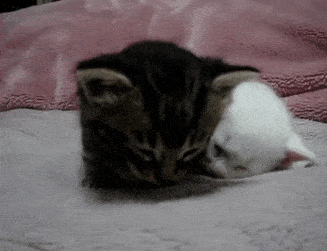Comment trouver le sommeil rapidement comme ces deux chatons qui tombent de sommeil
