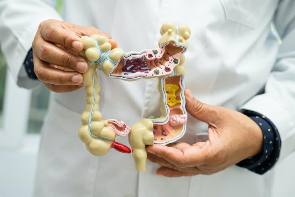 SIBO quoi manger ? comprendre la structure du tube digestif comme ce modèle anatomique montré par un médecin