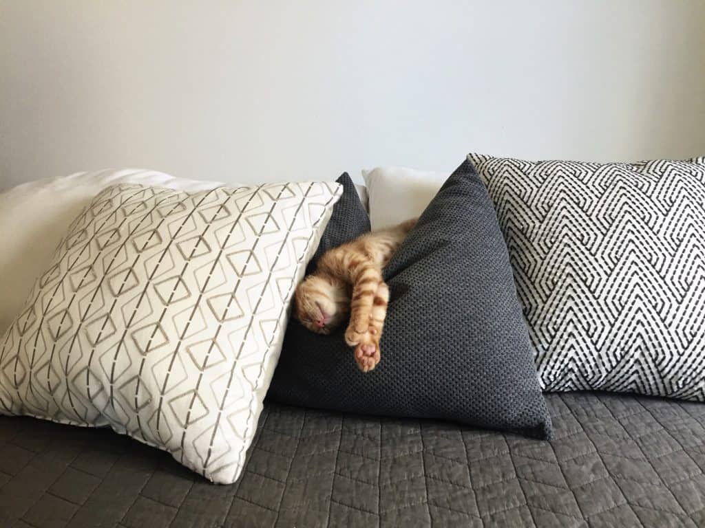 Le sommeil lent léger est une phase du sommeil à ne pas négliger, comme l'a compris ce chat tombant de sommeil sur de gros oreillers
